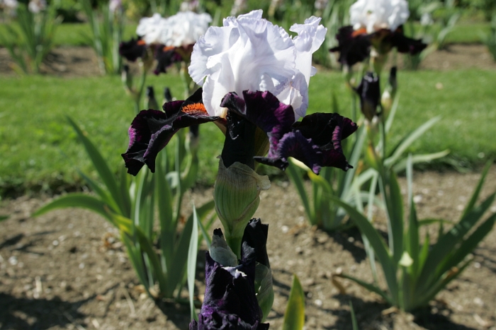 Iris Vullierens - 016